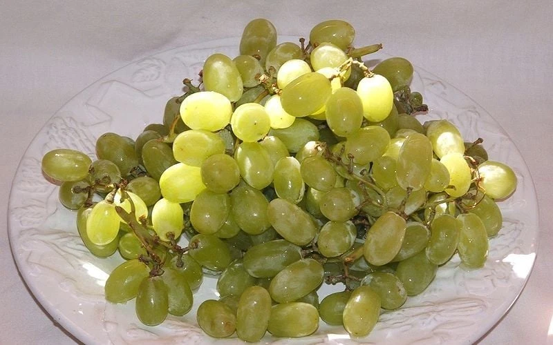 Thompson Seedless Grape Vine - 1 Gallon Pot - Image 4