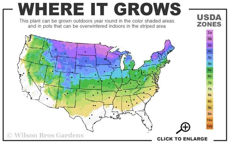 Bar Harbor Juniper - 6-Pack Of 1 Gallon Pots - Image 3