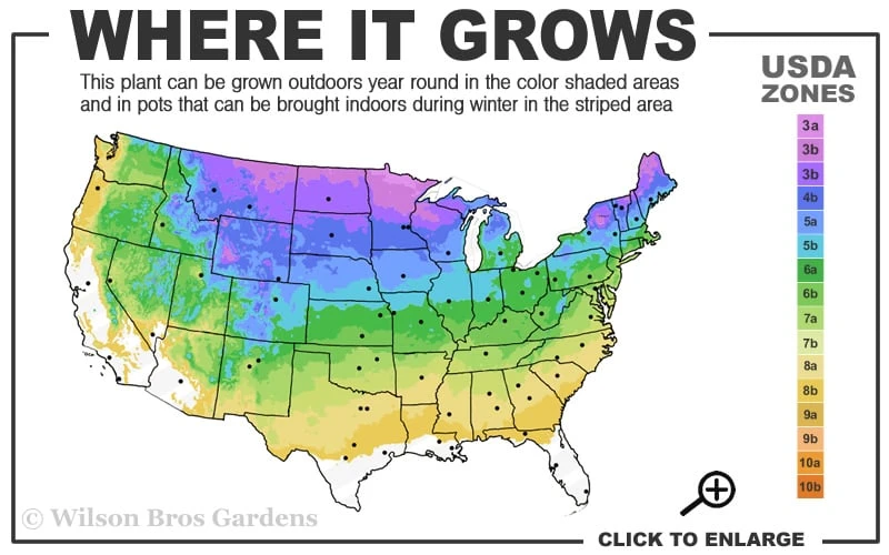 Autumn Fern (Dryopteris Erythrosora) - 10 Pack Of Quart Pots - Image 3