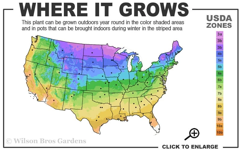 Limeglow Golden Andorra Compact Juniper - 1 Gallon Pot - Image 3