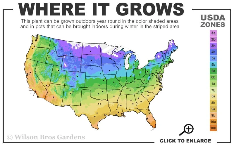 Red Drift Groundcover Rose - 3 Gallon Pot - Image 3