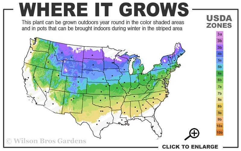 Bloomerang Dark Purple Lilac - 2 Gallon Pot - Image 3