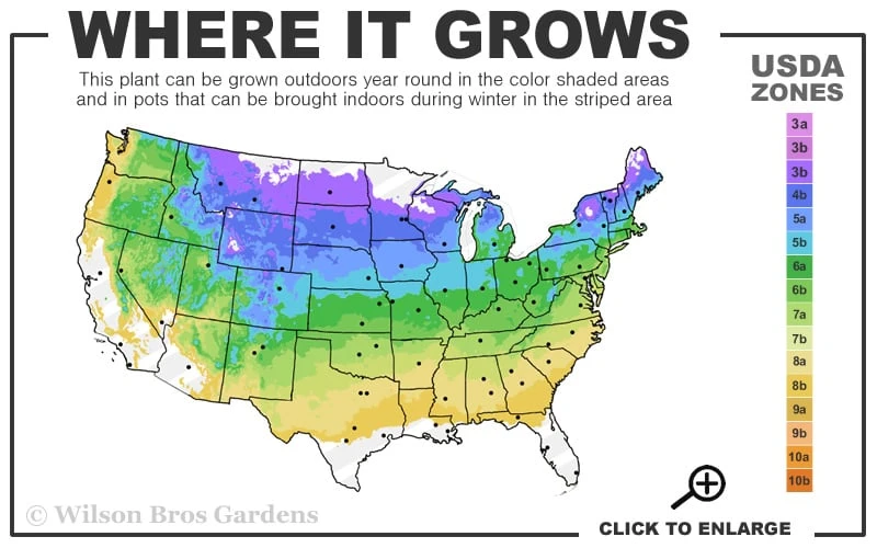 Dwarf Golden Threadleaf Cypress (Single Trunk Topiary Tree) - 6 Gallon Pot - Image 3