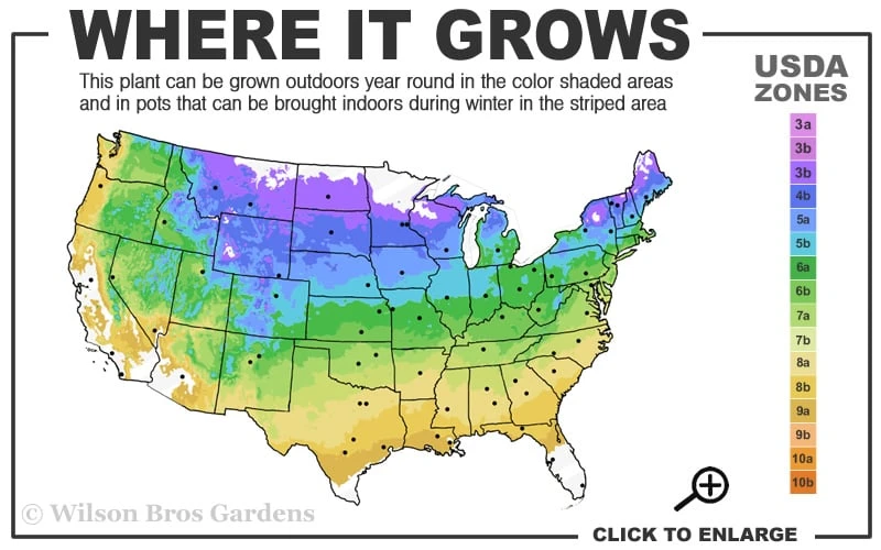 Climbing Hydrangea 'Petiolaris' - 2 Gallon Pot - Image 3