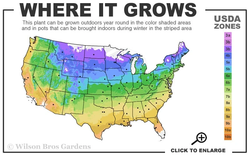 Purple Wintercreeper - Euonymus Fortunei Coloratus - 3 Pack Of Pint Pots - Image 3