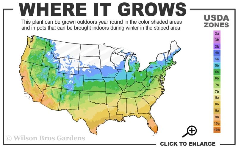 Monroe's White Liriope - Lilyturf - 18 Count Flat Of Pint Pots - Image 3