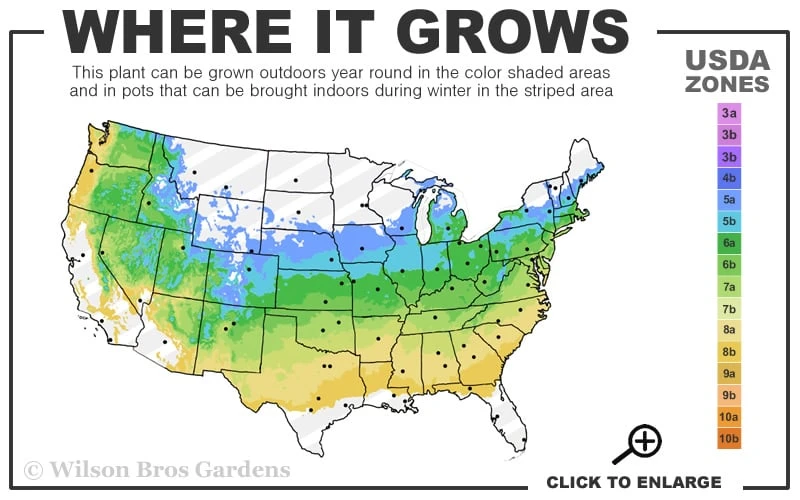 Autumn Moon Japanese Maple - 2 Gallon Pot - Image 3