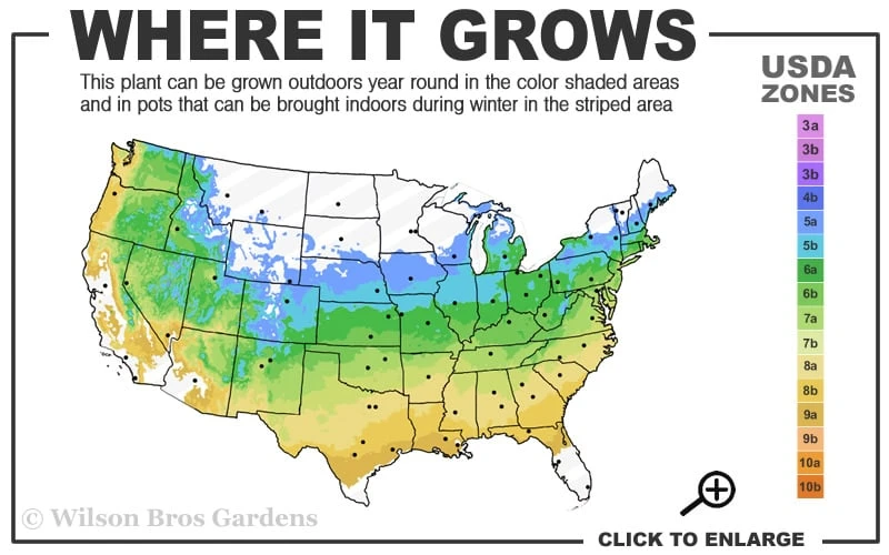 Hana Matoi Pink Leaf Japanese Maple - 6 Gallon Pot - Image 3