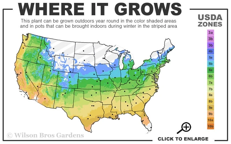 Fascination Japanese Maple - 3 Gallon Pot - Image 3