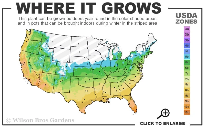 Dwarf Black Mondo Grass - 5 Pack Of Quart Pots - Image 3