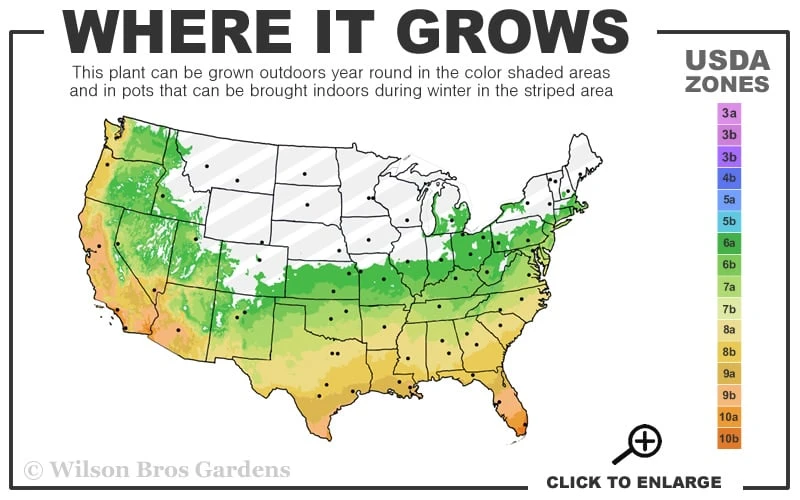 Austin Pomegranate - 3 Gallon Pot - Image 3