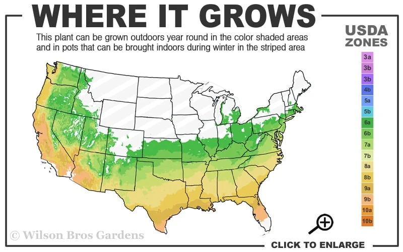 Autumn Cheer Encore Azalea - 2 Gallon Pot - Image 3