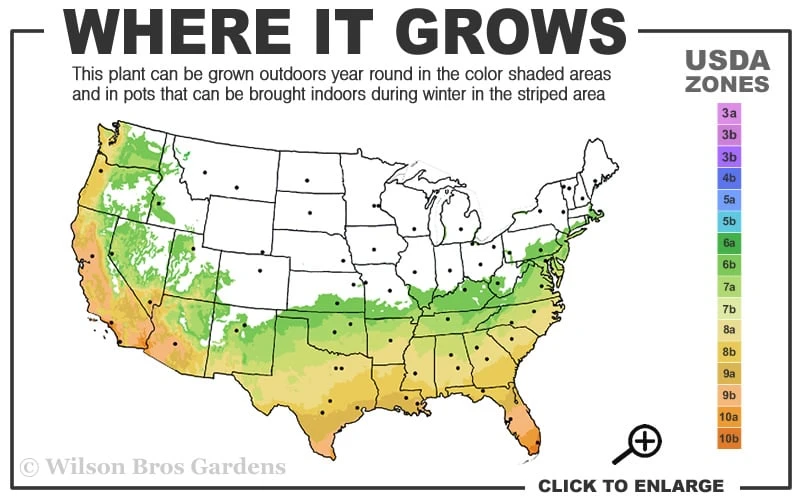 Russian 26 Cold Hardy Pomegranate - 1 Gallon Pot - Image 3