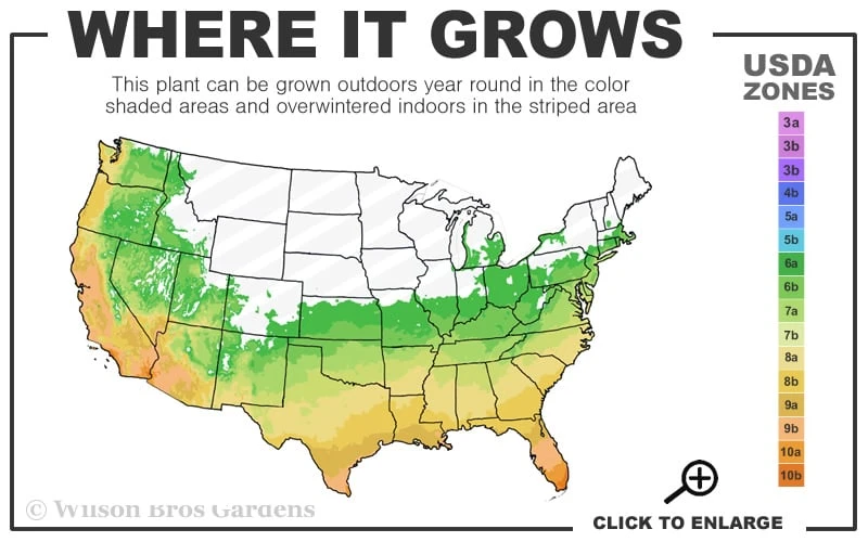 Alta Southern Magnolia - 7 Gallon Pot (4-5') - Image 3