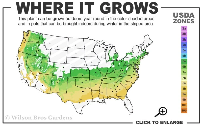 American Snowbell Tree (Styrax Americanus) - 1 Gallon Pot - Image 3