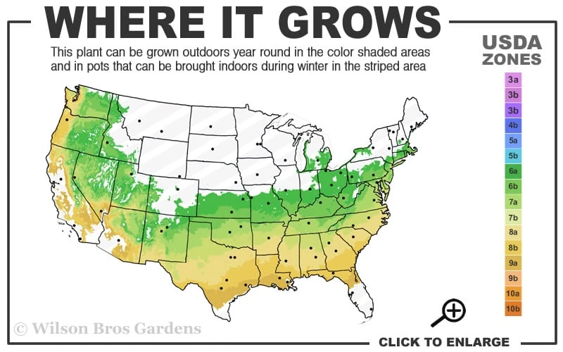 Taylor Pink Japanese Maple - 3 Gallon Pot - Image 3