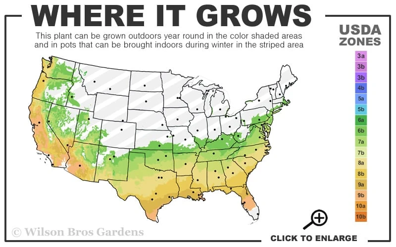 Climax Rabbiteye Blueberry - 3 Gallon Pot - Image 3