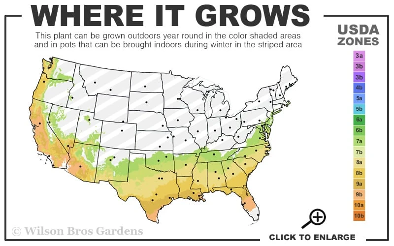 Autumn Moonlight Encore Azalea - 6 Pack Of 1 Gallon Pots - Image 3