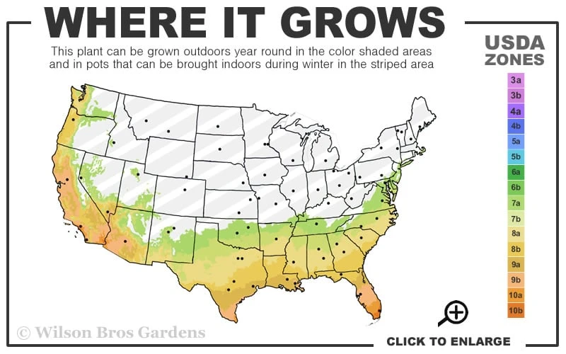 Jack Frost Ligustrum (Privet) - 3 Gallon Pot - Image 3