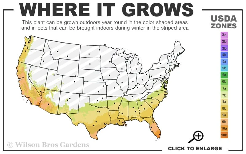 Radicans Creeping Dwarf Gardenia - 3 Gallon Pot - Image 3