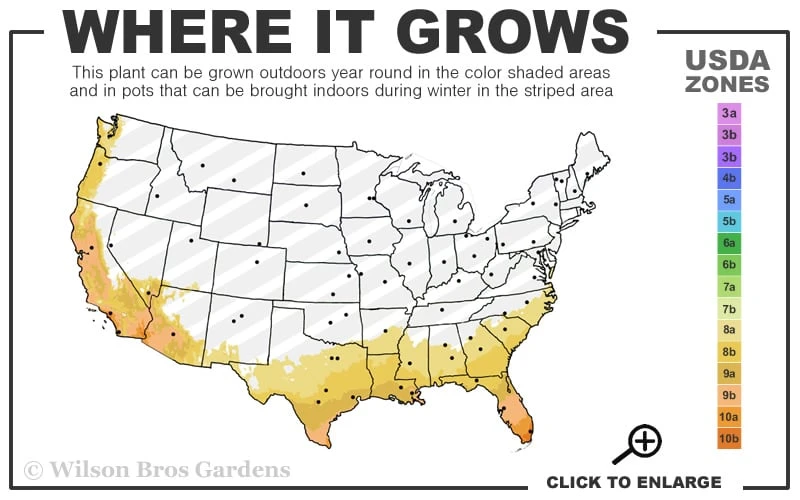 New Gold Hardy Lantana - 6 Pack Of 1 Gallon Pots - Image 3