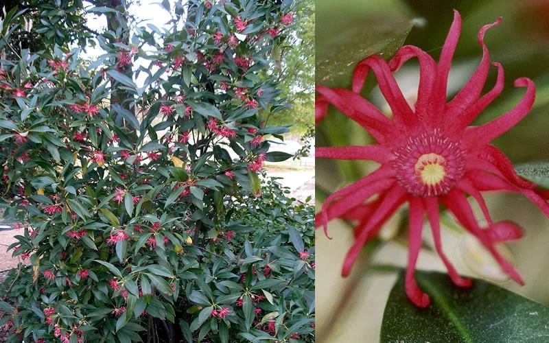 Florida Anise - Illicium Floridanum - 3 Gallon Pot - Image 6