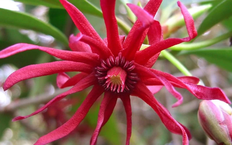 Florida Anise - Illicium Floridanum - 3 Gallon Pot - Image 7