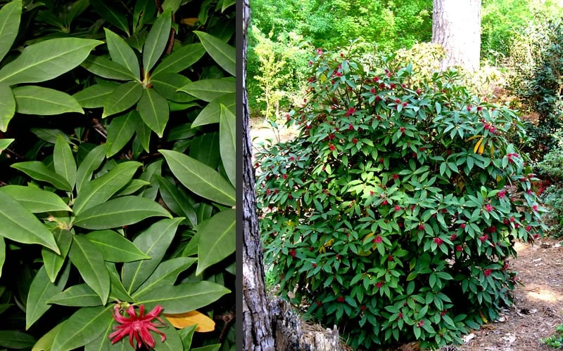 Florida Anise - Illicium Floridanum - 3 Gallon Pot - Image 5