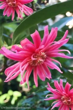 Woodland Ruby Anise (Illicium) - 3 Gallon Pot