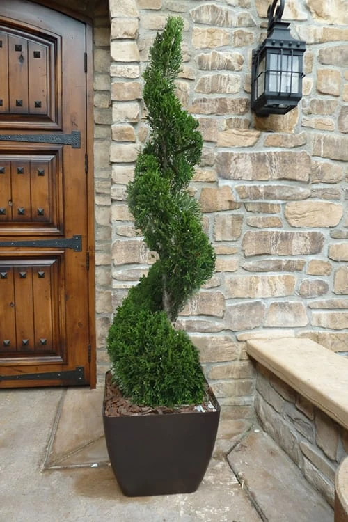 Emerald Green Arborvitae Spiral Topiary - 7 Gallon Pot