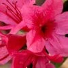 Autumn Cheer Encore Azalea - 6 Pack Of 1 Gallon Pots