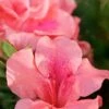 Autumn Coral Encore Azalea - 2 Gallon Pot