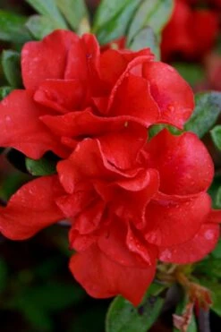 Autumn Embers Encore Azalea - 3 Gallon Pot