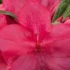 Autumn Jewel Encore Azalea - 2 Gallon Pot
