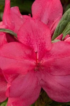 Autumn Jewel Encore Azalea - 2 Gallon Pot