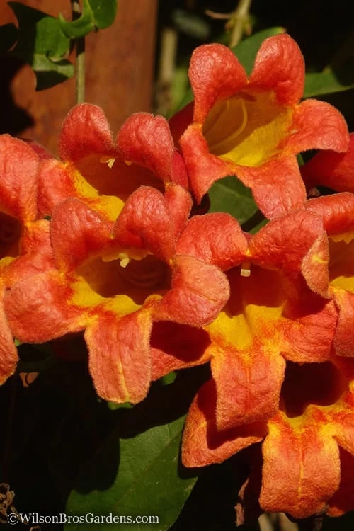 Tangerine Beauty Crossvine Bignonia - 1 Gallon Pot - Image 4