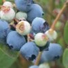 Powderblue Rabbiteye Blueberry - 6 Pack Of 1 Gallon Pots