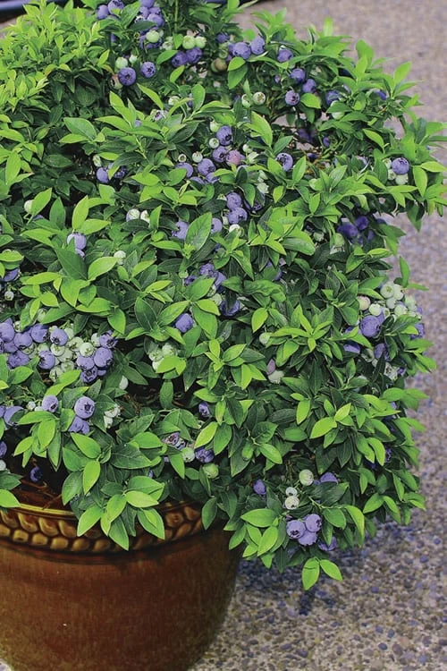 Top Hat Dwarf Blueberry - 1 Gallon Pot - Image 4