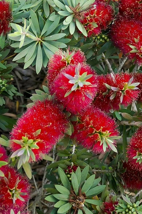 Little John Dwarf Red Bottlebrush (Callistemon Citinus) - 1 Gallon Pot - Image 5