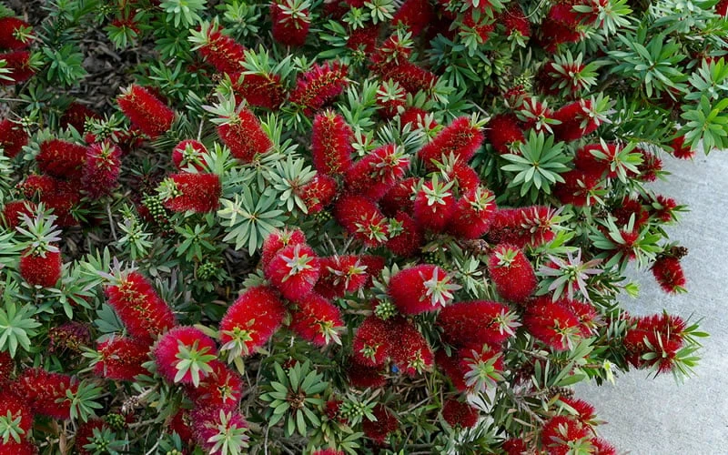 Little John Dwarf Red Bottlebrush (Callistemon Citinus) - 1 Gallon Pot - Image 6