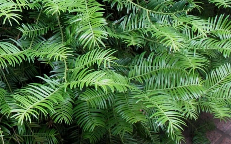 Creeping Japanese Plum Yew (Cephalotaxus Harringtonia 'Prostrata') - 2.5 Quart Pot - Image 5