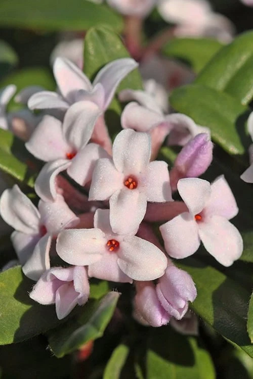 Eternal Fragrance Pink Summer Daphne - Daphne X Transatlantica 'BLAFRA' - 2 Gallon Pot