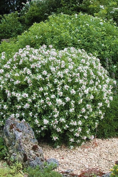 Eternal Fragrance Pink Summer Daphne - Daphne X Transatlantica 'BLAFRA' - 2 Gallon Pot - Image 5