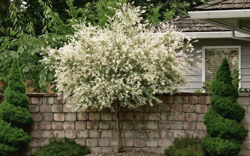 Variegated Dappled Willow Tree - Salix Integra 'Hakuro Nishiki' - 1 Gallon Pot - Tree Form - Image 4