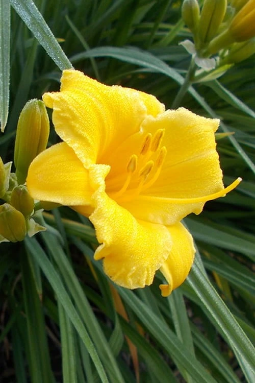 Evergreen Stella Daylily - 1 Gallon Pot - Image 4