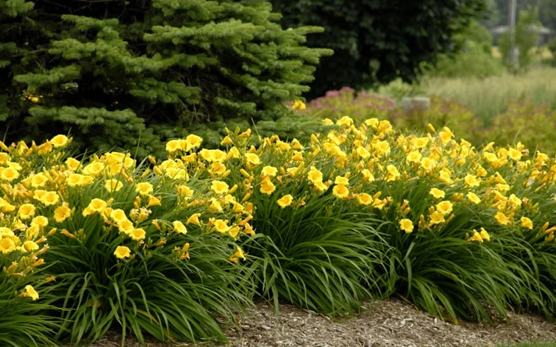 Evergreen Stella Daylily - 1 Gallon Pot - Image 5