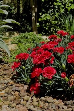 Super Trouper Velvet Red Dianthus - 2 Pack Of Quart Pots