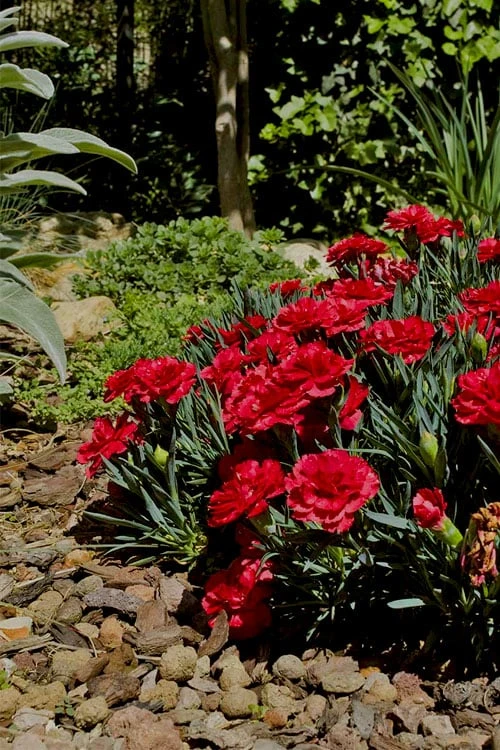 Super Trouper Velvet Red Dianthus - 2 Pack Of Quart Pots