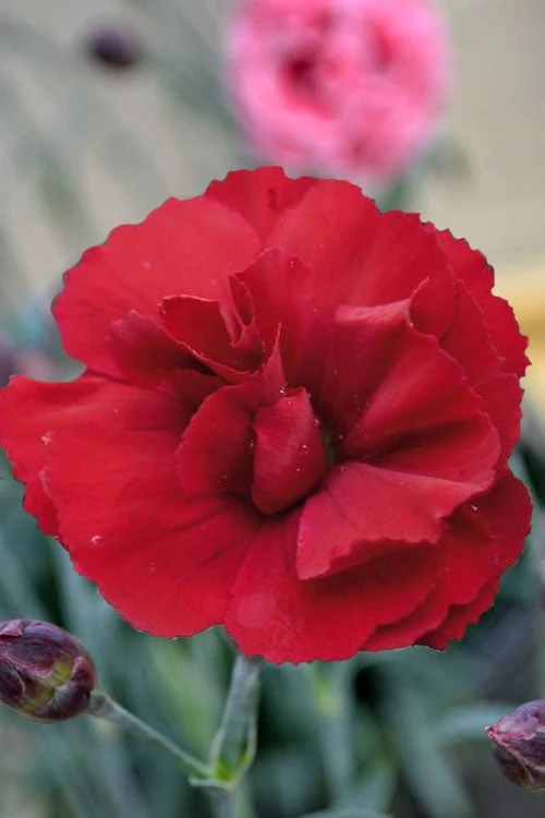 Super Trouper Velvet Red Dianthus - 2 Pack Of Quart Pots - Image 4