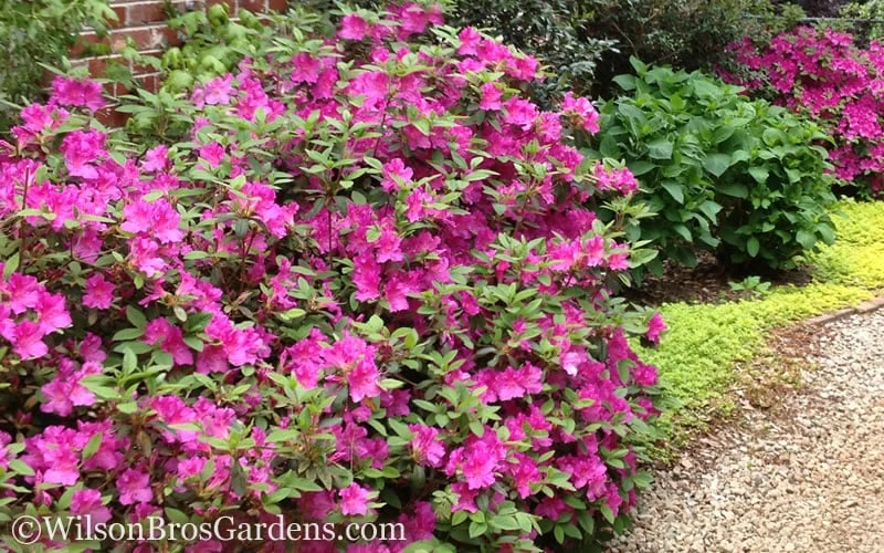 Autumn Amethyst Encore Azalea - 2 Gallon Pot - Image 4